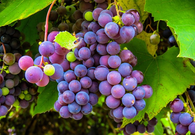 benefícios da farinha de uva